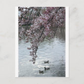 Cherry Blossom Washington DC Briefkaart (Voorkant)