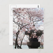 Cherry Blossom Washington DC Briefkaart (Voorkant / Achterkant)