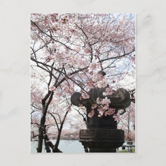 Cherry Blossom Washington DC Briefkaart (Voorkant)