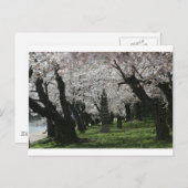 Cherry Blossom Washington DC Briefkaart (Voorkant / Achterkant)