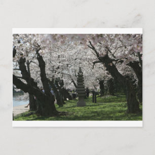 Cherry Blossom Washington DC Briefkaart