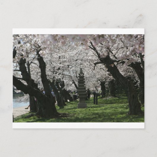 Cherry Blossom Washington DC Briefkaart (Voorkant)