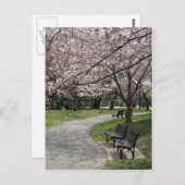 Cherry Blossom Washington DC Briefkaart (Voorkant / Achterkant)