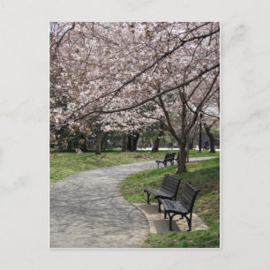 Cherry Blossom Washington DC Briefkaart