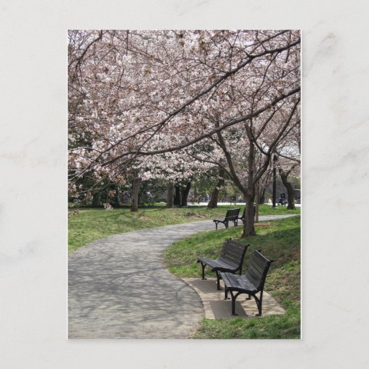 Cherry Blossom Washington DC Briefkaart (Voorkant)