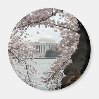 Cherry Blossom Washington DC Magneet