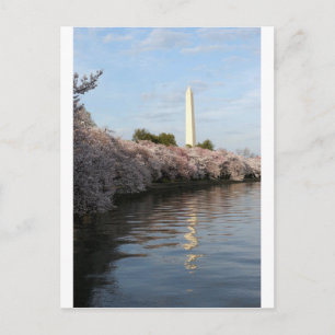 Cherry Blossom Washington monument Briefkaart
