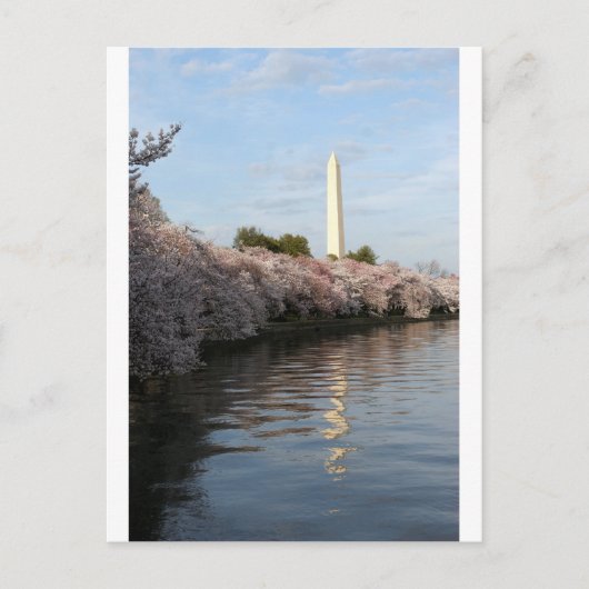 Cherry Blossom Washington monument Briefkaart (Voorkant)