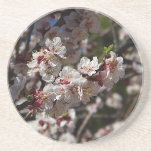 Cherry Blossom Zandsteen Onderzetter