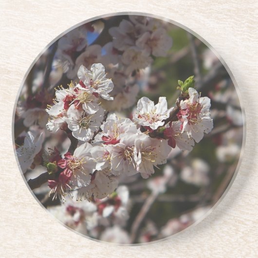 Cherry Blossom Zandsteen Onderzetter (Voorkant)
