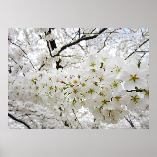 Cherry Blossoms 12 Poster (Devant)