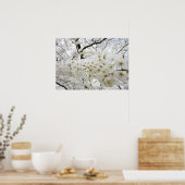 Cherry Blossoms 12 Poster (Cuisine)