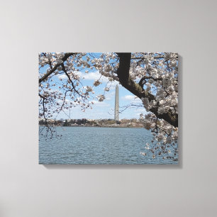 CHERRY BLOSSOMS #1 OP CANVAS 20 "x 16" Afdruk