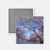 Cherry Blossoms à Washington DC aimant frigo (Recto/Verso)