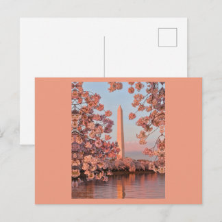 Cherry Blossoms and Washington Monument Postcard Briefkaart