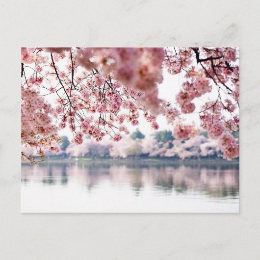 Cherry Blossoms Briefkaart (Voorkant)