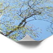 Cherry Blossoms Tree Poster (Hoek)