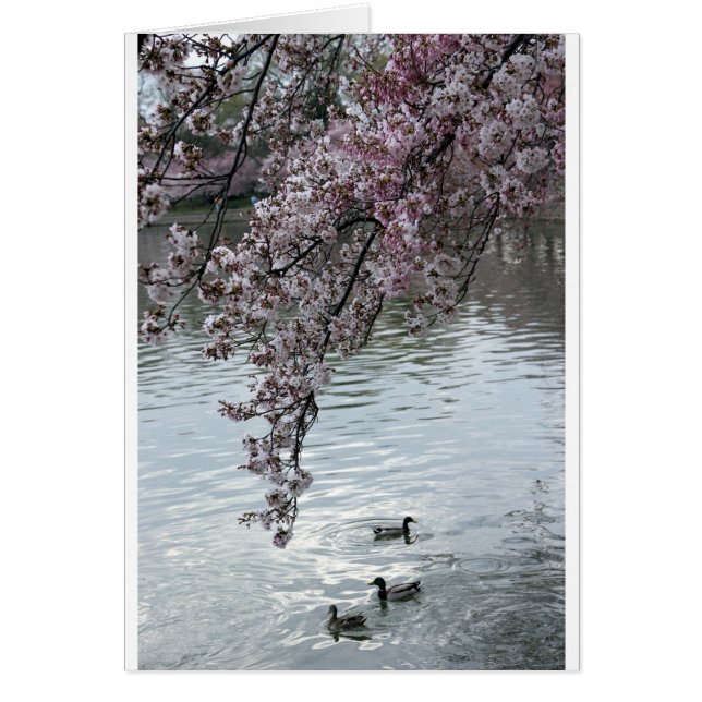 Cherry Blossoms Washington DC (Devant)