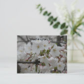 Cherry Blossoms: Washington, DC Briefkaart (Staand voorkant)