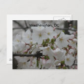 Cherry Blossoms: Washington, DC Briefkaart (Voorkant / Achterkant)