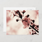 Cherry Blossum, Spring flovers, Natuur Briefkaart (Voorkant / Achterkant)