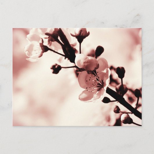 Cherry Blossum, Spring flovers, Natuur Briefkaart (Voorkant)