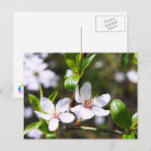 Cherry Couple Briefkaart (Voorkant / Achterkant)