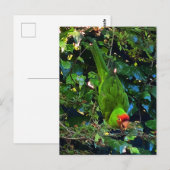 Cherry Headed Conure #1 Briefkaart (Voorkant / Achterkant)