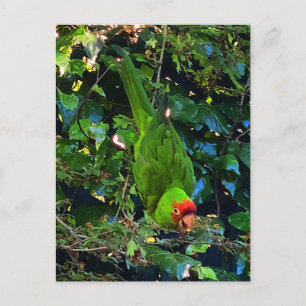 Cherry Headed Conure #1 Briefkaart