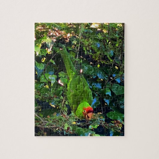 Cherry Headed Conure #1 Legpuzzel (Verticaal)