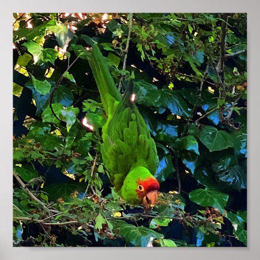 Cherry Headed Conure #1 Poster (Voorkant)
