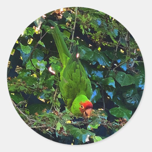 Cherry Headed Conure #1 Stickers (Voorkant)