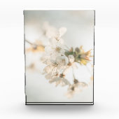 Cherry Natuur Foto (Voorkant)
