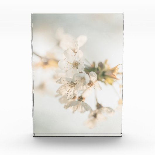 Cherry Natuur Foto (Voorkant)