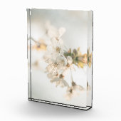 Cherry Natuur Foto (Rechts)