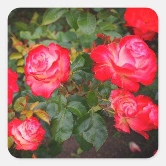 Cherry Parfait Roos #5-1 Sticker (Voorkant)