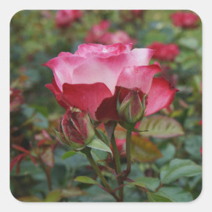 Cherry Parfait Rose #1 Stickers Coeur