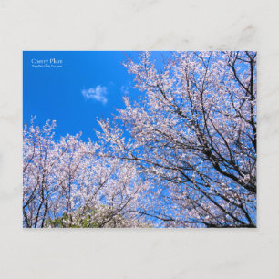 Cherry Plum [Briefkaart] Briefkaart