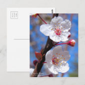 Cherry Plum [Briefkaart] Briefkaart (Voorkant / Achterkant)