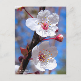 Cherry Plum [Briefkaart] Briefkaart