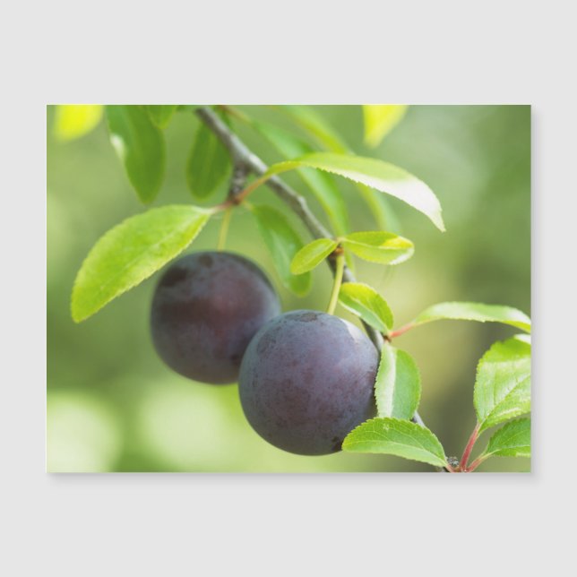 Cherry plum on tak (Voorkant)