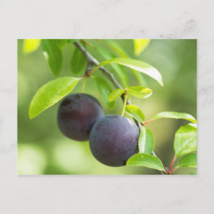 Cherry plum on tak briefkaart