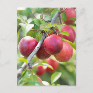 Cherry plum on tak briefkaart