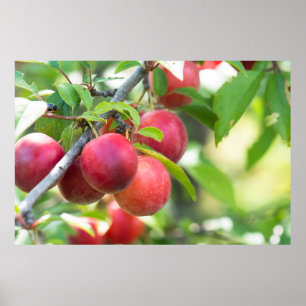 Cherry plum on tak poster
