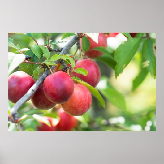 Cherry plum on tak poster (Voorkant)