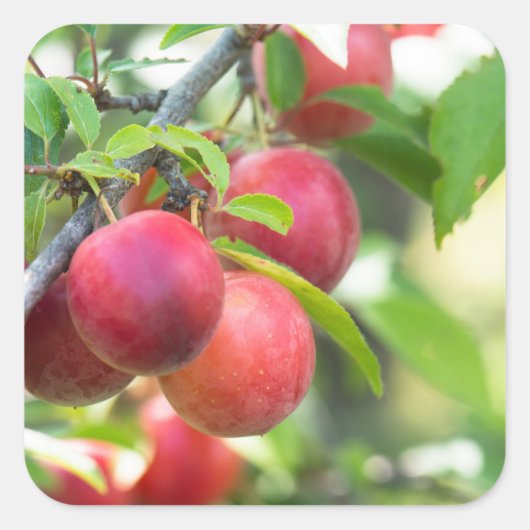 Cherry plum on tak vierkante sticker (Voorkant)