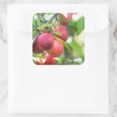 Cherry plum on tak vierkante sticker (Tas)
