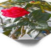 Cherry Red Camellia Flower en Bud Poster (Hoek)