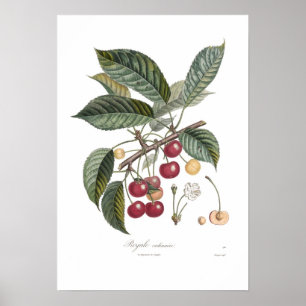 Cherry, Royale Poster