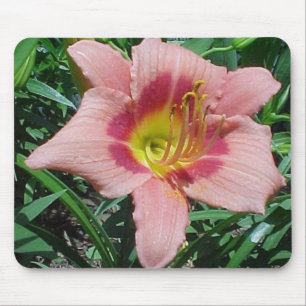 Cherry Smash Daylily Muismat